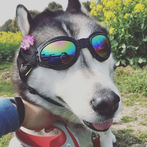 宠物眼镜狗狗墨镜狗眼镜金毛哈士奇太阳镜犬用防护眼镜大狗墨镜