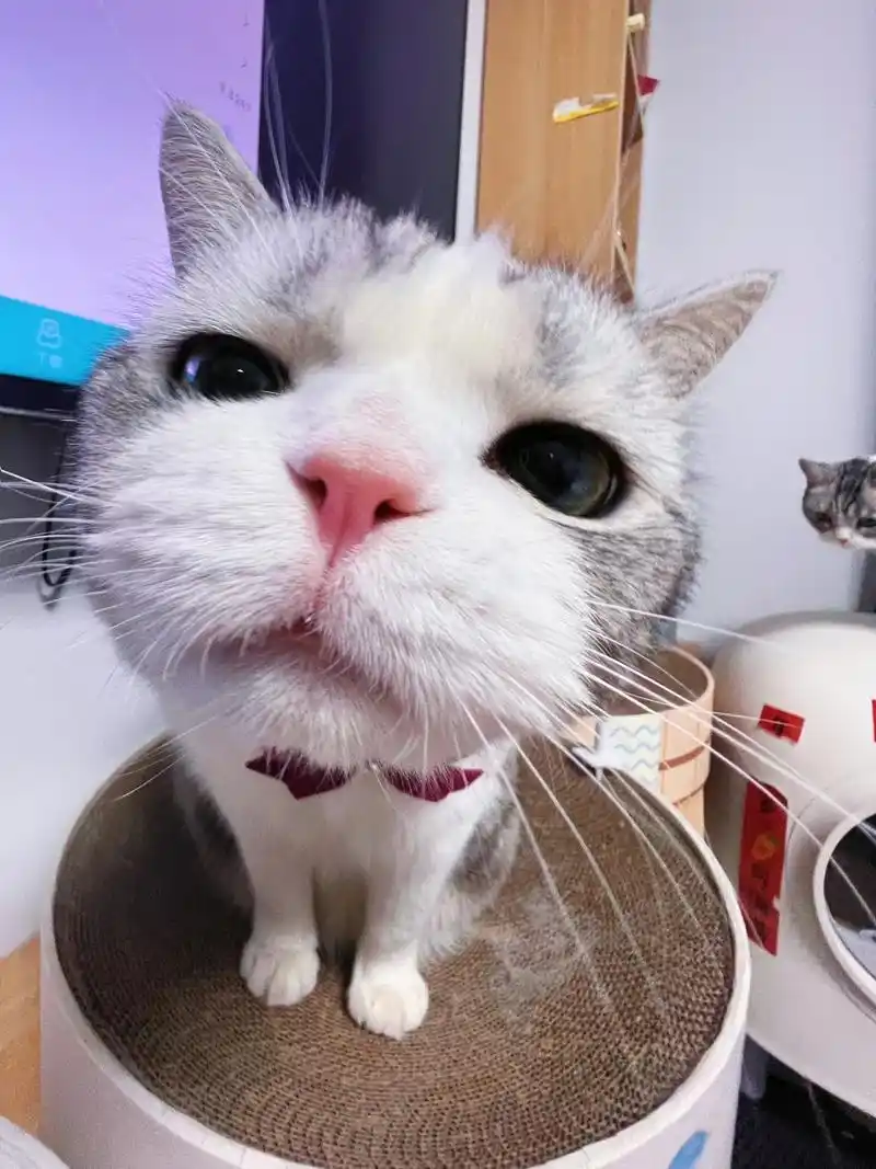 粘叭火箭又来抢我镜头了!#创作灵感 #盘点猫咪的可爱瞬 - 抖音