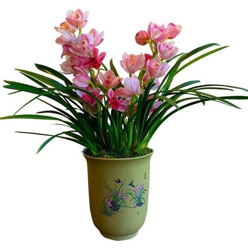 超香兰花苗四季兰中国红兰花建兰室内客厅办公室绿植盆栽植物变色龙1