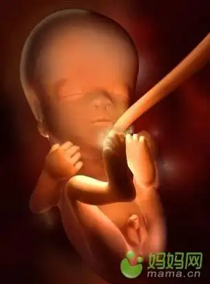男女第十一周:宝宝的主要器官,比如肝,肾,肠道,脑和肺都已经发育好了