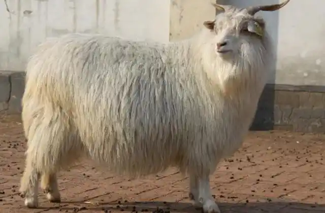 常见山羊品种有沂蒙黑羊,沧山黑羊,波尔山羊,辽宁绒山羊,关中奶山羊