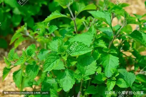 香茶菜别名蓝萼香茶菜,回花菜,形态特征是属多年生草本,高达1米,茎