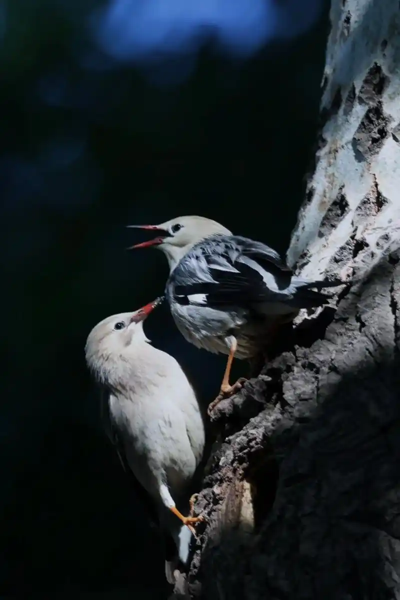 繁殖期的鸟儿写真——秀恩爱 #丝光椋鸟 #神奇动物在抖音 # - 抖音