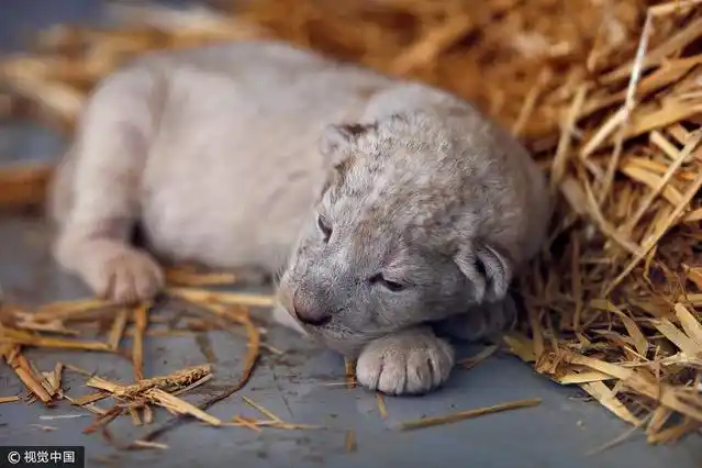 新出生的小狮子.  图片来源:muhammad hamed/视觉中国