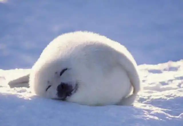 世界之最——世界上最可爱的动物:大熊猫仅第三