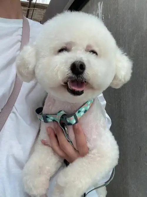 蠢萌蠢萌的比熊酱