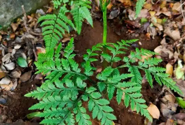 蛇不见的功效与作用_美健品健康网