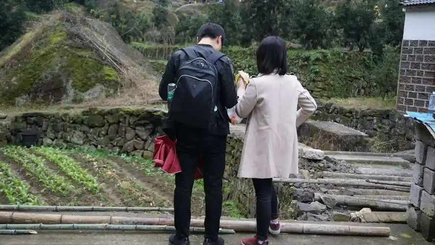 漫步——红杉林