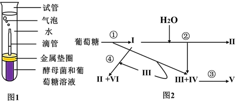 某兴趣小组进行酵母菌无氧呼吸的探究实验,装置如图1;图2为酵母菌细胞