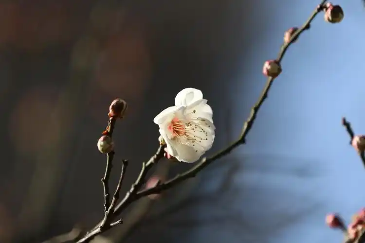 严冬里的第一朵梅花