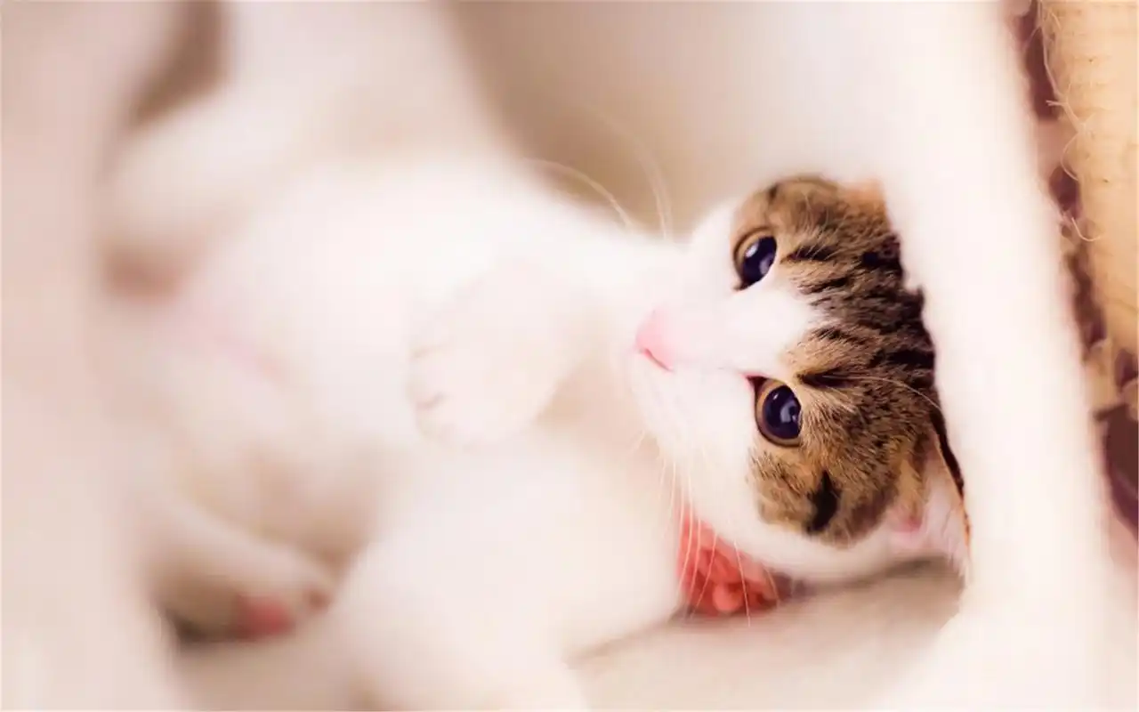 呆萌治愈系可爱萌宠小猫咪精选电脑桌面壁纸下载,可爱呆萌的小猫咪