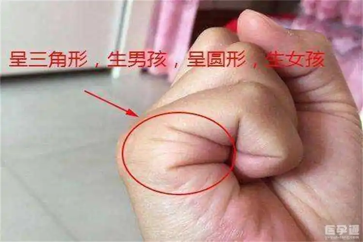 手相解读生男生女四,看水星丘依照男左女右的规则将拳头握紧,那么左手
