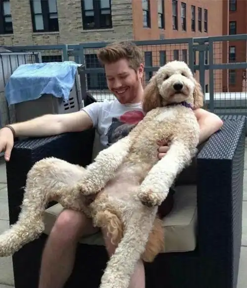 大家都知道狗狗是最忠诚的动物,一旦认主,会一直跟着你.