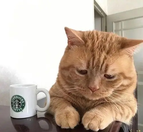 整天忧国忧民忧铲屎官的猫咪,总是一脸丧丧的表情