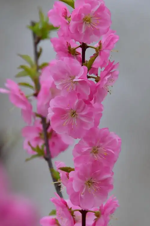 鲜艳靓丽的梅花