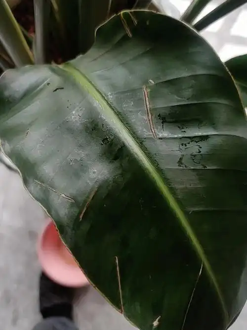 请问天堂鸟叶子上有线一样的斑是病虫害么?