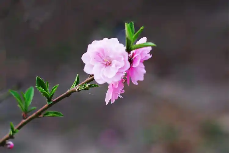 人面桃花两盈盈