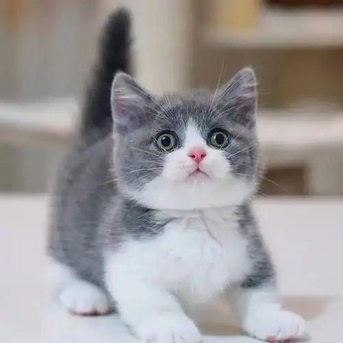 英短蓝猫幼猫活体纯种蓝白白猫美短金银渐层猫咪