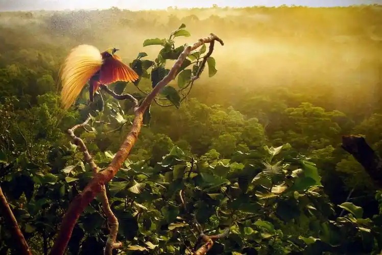 为什么说雄性阿法六线风鸟的求偶是鸟中最难的?它究竟干了什么?