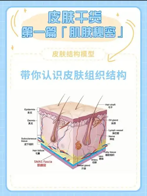 一分钟带你认识皮肤结构让你有效护肤