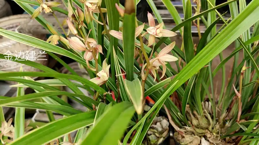 金边建兰黄金彩虹带香味,清香淡雅