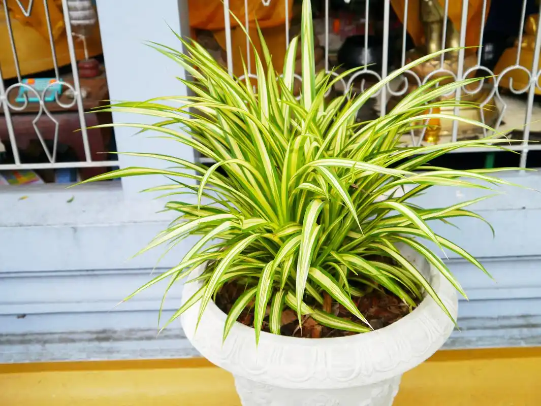 但现在我要向大家推荐一款极易存活的金边吊兰,无论你是养花小白还是