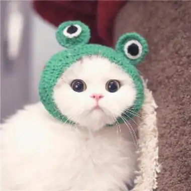 2021超萌的猫咪头像可爱高清大图站在晴天与雨天的交界