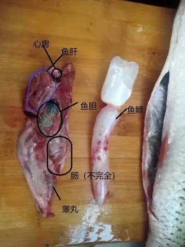 内脏分解图.可以把消化系统全部展开,观察其结构.