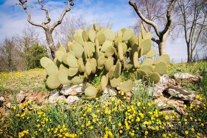 在意大利的地中海气候的自发仙人掌植物