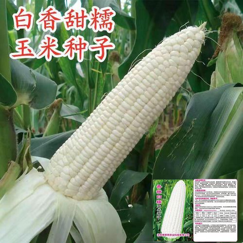 白檽甜玉米种子高产矮杆大棒四季播玉米非转基因超甜杂交大田种籽