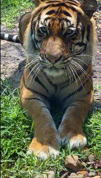 搞笑gif我懂你们的意思是不是马上就要过年了