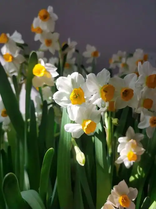 这是篇关于水仙花的小小随笔