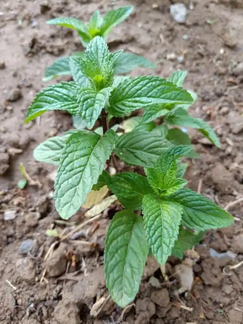 求问这是薄荷吗是什么品种的薄荷呢