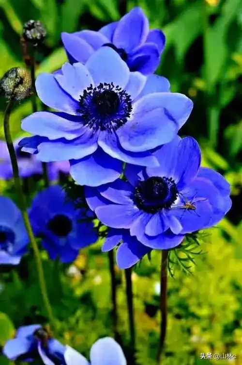 世界十大最美的花(世界十大最美的花朵)