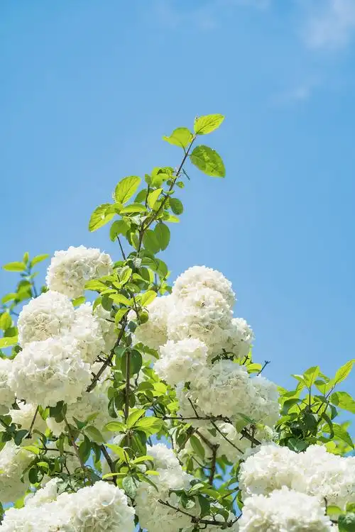 南京清凉山绣球花