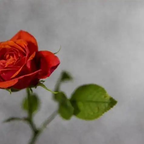 适合做头像的玫瑰花图片