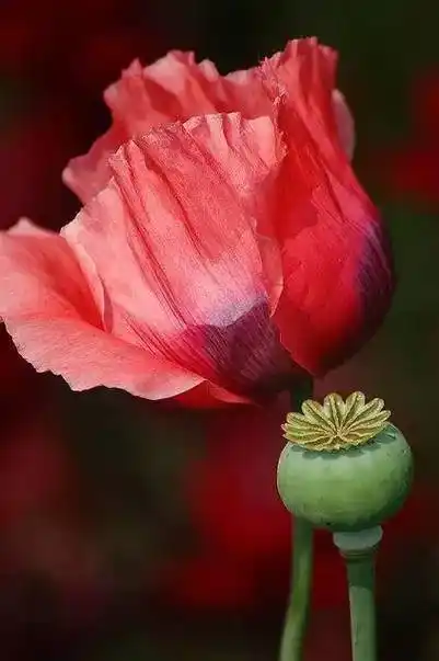 这就是罂粟花,越美越毒!_侵权_网络_后台