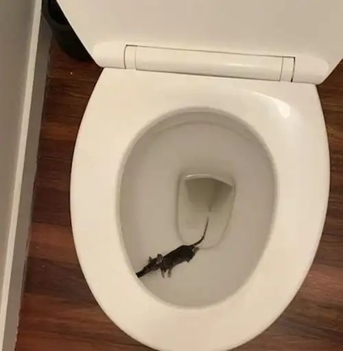 图源:daily mail马桶里竟然有不速之客母亲上厕所看到恐怖一幕