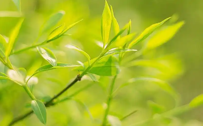 桌面壁纸 植物壁纸 绿色护眼植物高清摄影图片电脑壁纸 (4/ 8) 2018