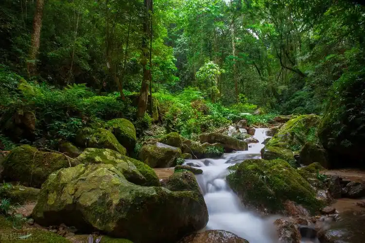 绿色森林图片(爱上大自然的一抹绿) - 赤虎壹号