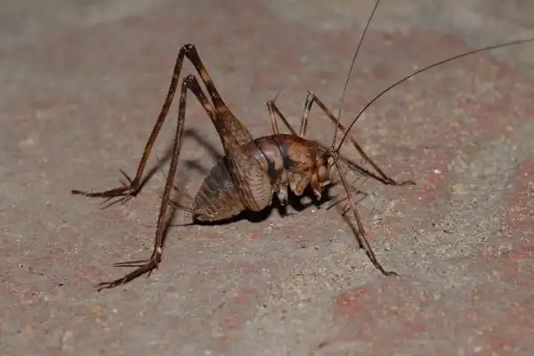 灶马是害虫还是益虫喜欢啃食嫩芽和菜叶属于农业害虫