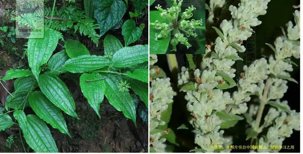 牛年话名字带牛的植物!