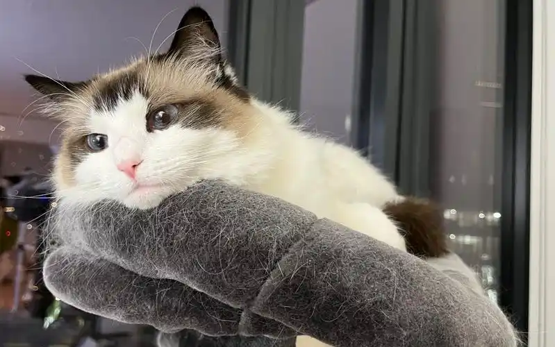 【布偶猫】渣女楷模