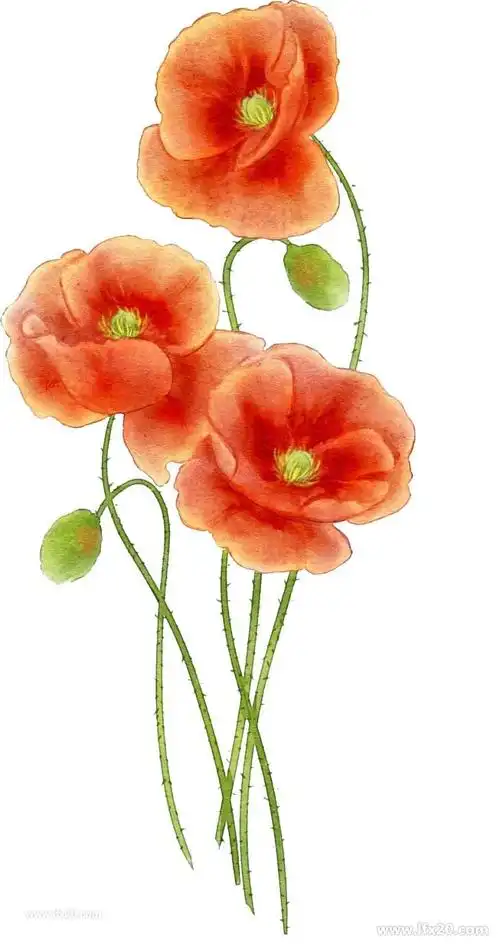 卡通手绘罂粟花花朵花卉png免抠素材
