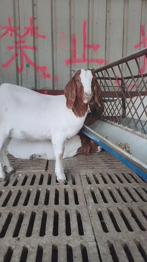 波尔山羊种公羊,开脸正品相好.