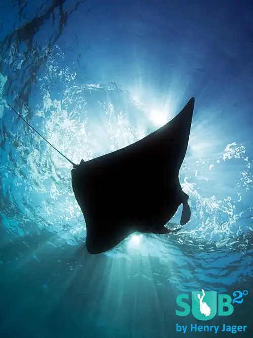 indonesia bans manta fishing, part 2