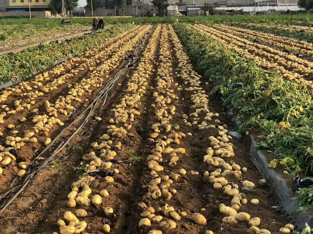 虽然有着多年的土豆种植经验,今年土豆产量还是让种植大户许祯光有点