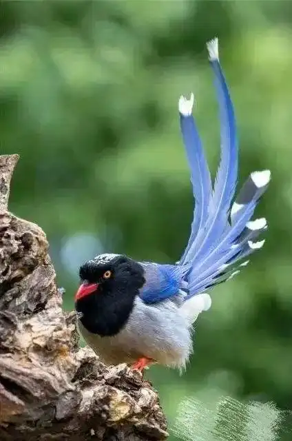 神奇的天堂鸟前世修来金羽毛吉祥如意伴君飞