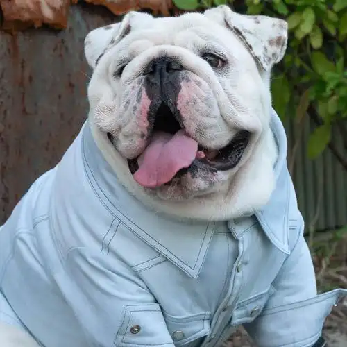 萌宠斗牛犬狗狗只有胖胖的生活才会旺旺的