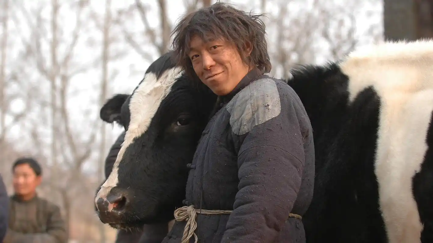 一头牛!《斗牛》黄渤演绎信仰与生命之旅!